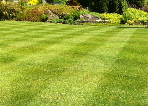 Cost of Commercial Grass Cutting in Owensboro