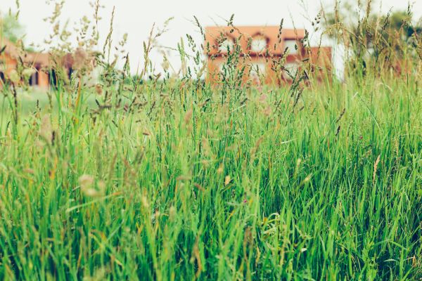 Cost of Tall Grass Cutting in Owensboro