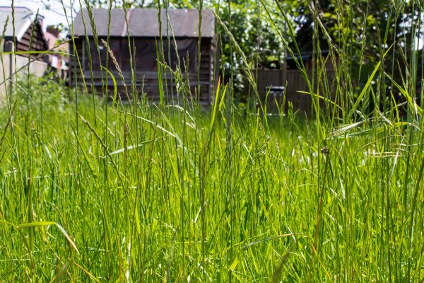 Cost of Overgrown Lawn Trimming in Owensboro