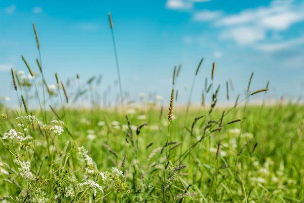 Cost of High Grass Trimming in Owensboro