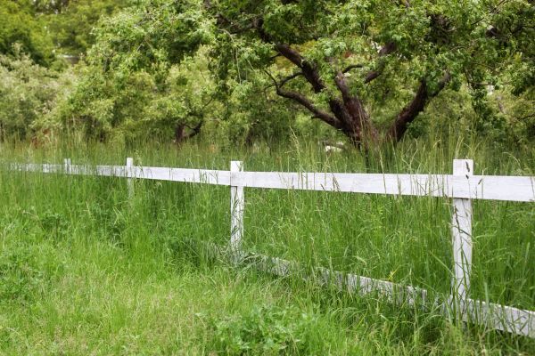 Cost of Fence Line Trimming in Owensboro