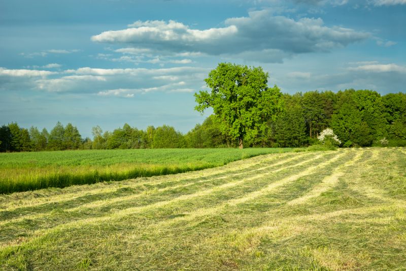 Mowing in Spring